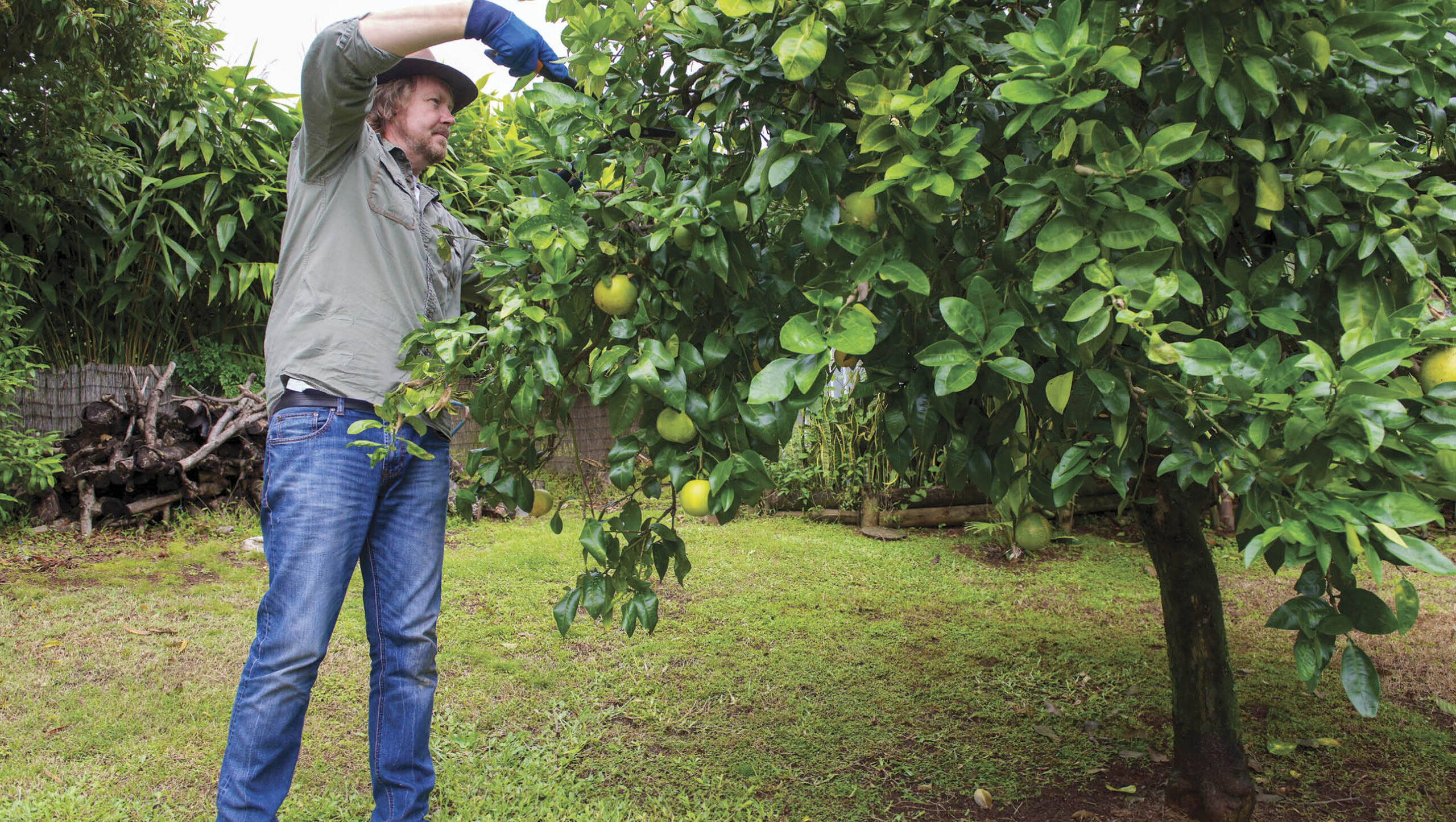 With selective pruning, you can keep any lemon tree compact and productive.